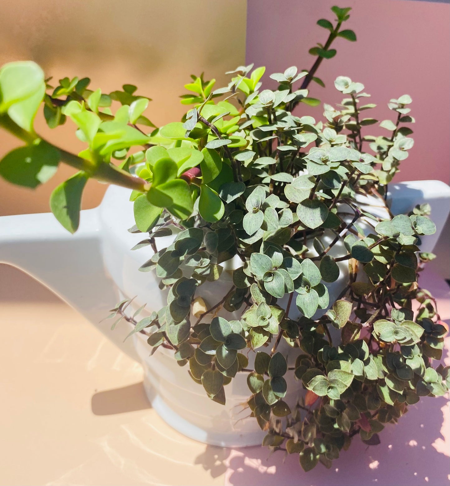 Succulent Tea pot
