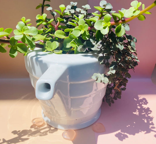 Succulent Tea pot