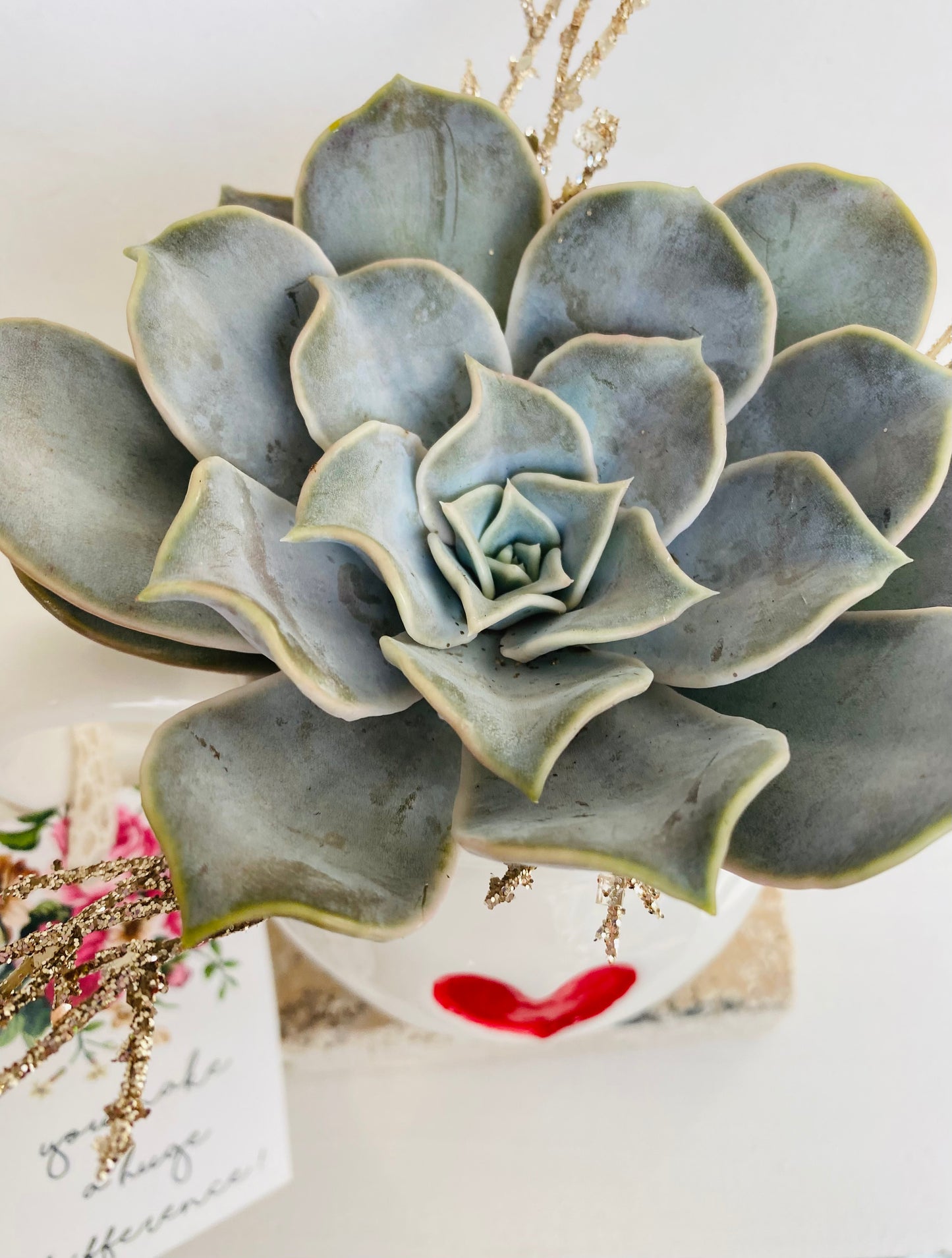 Succulent  with heart