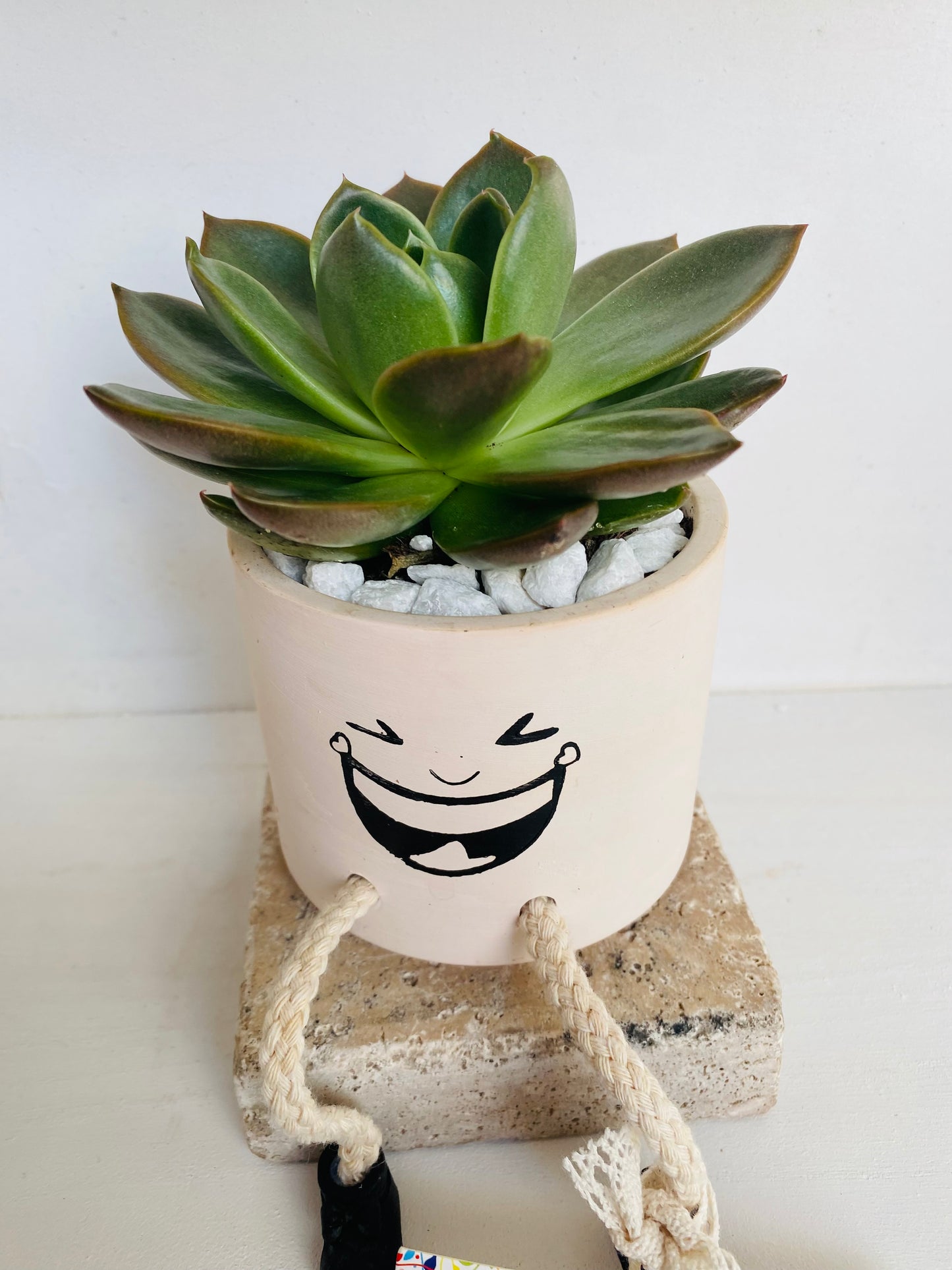 Green succulent with character face
